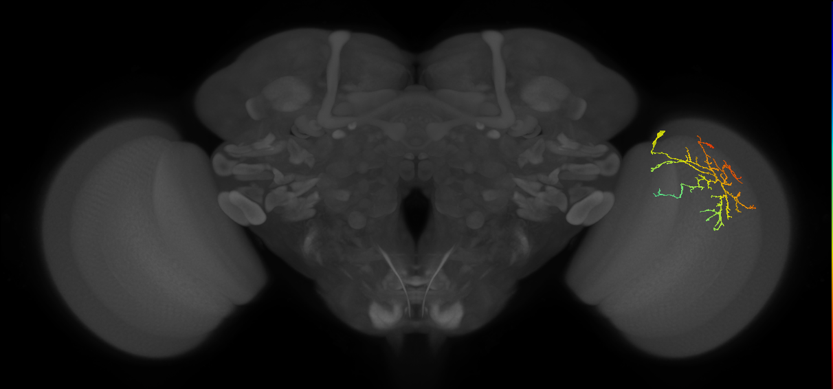 Cm12_R (JRC_OpticLobe:63661)