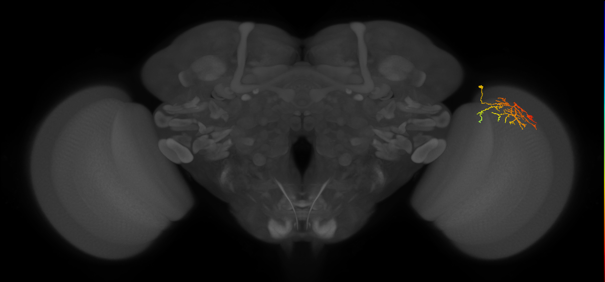 Cm12_R (JRC_OpticLobe:72055)