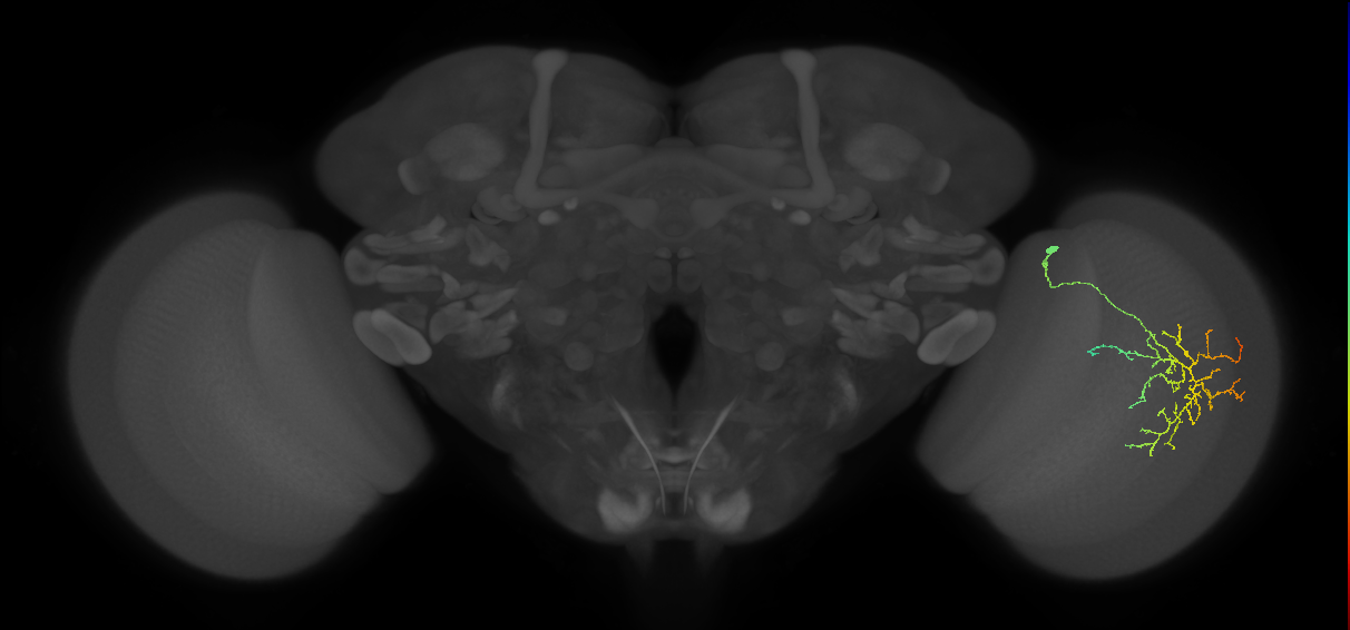 Cm12_R (JRC_OpticLobe:58620)