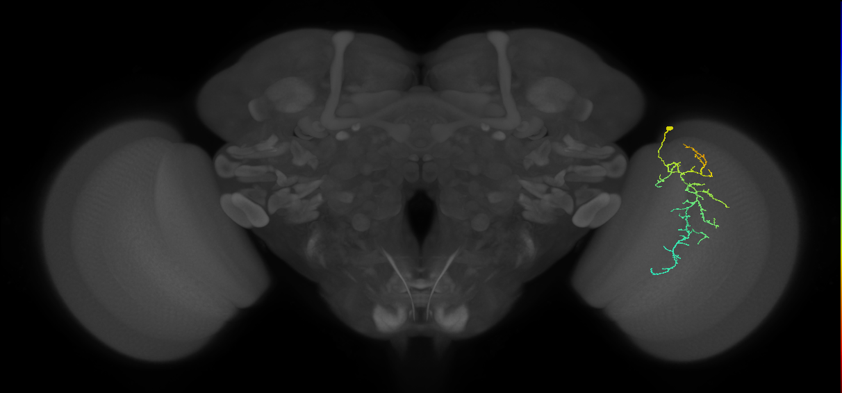 Cm12_R (JRC_OpticLobe:76790)