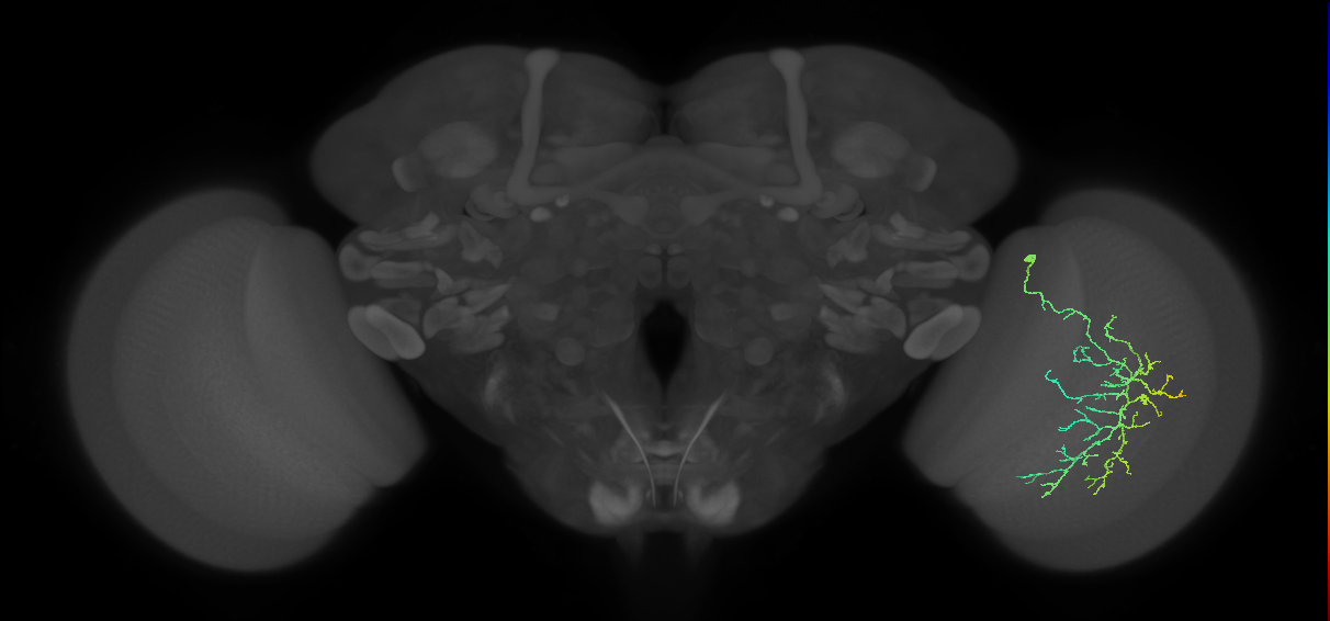 Cm12_R (JRC_OpticLobe:46499)