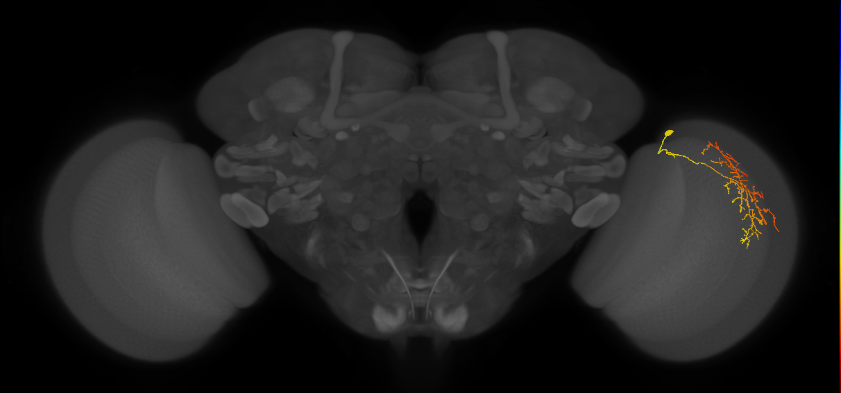 Cm12_R (JRC_OpticLobe:60313)