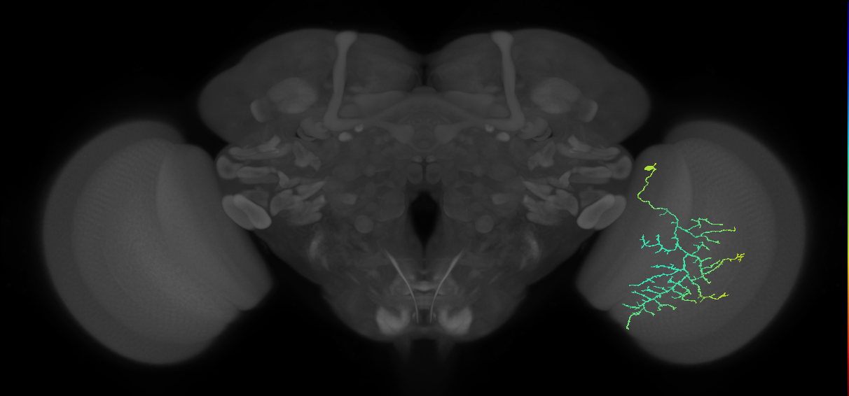 Cm12_R (JRC_OpticLobe:43318)