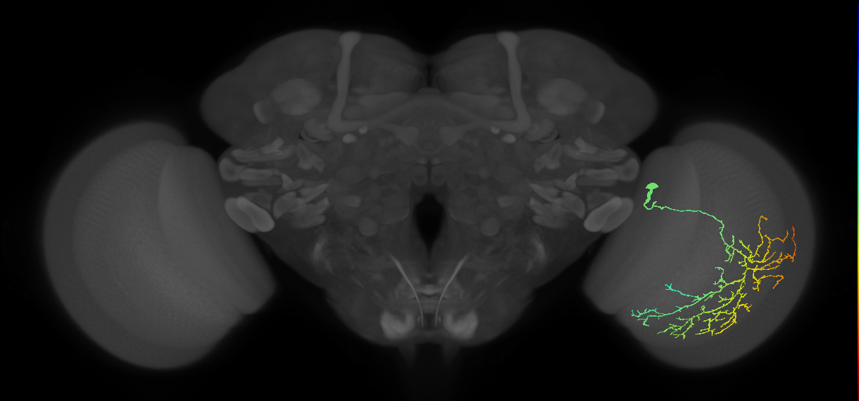 Cm12_R (JRC_OpticLobe:25917)