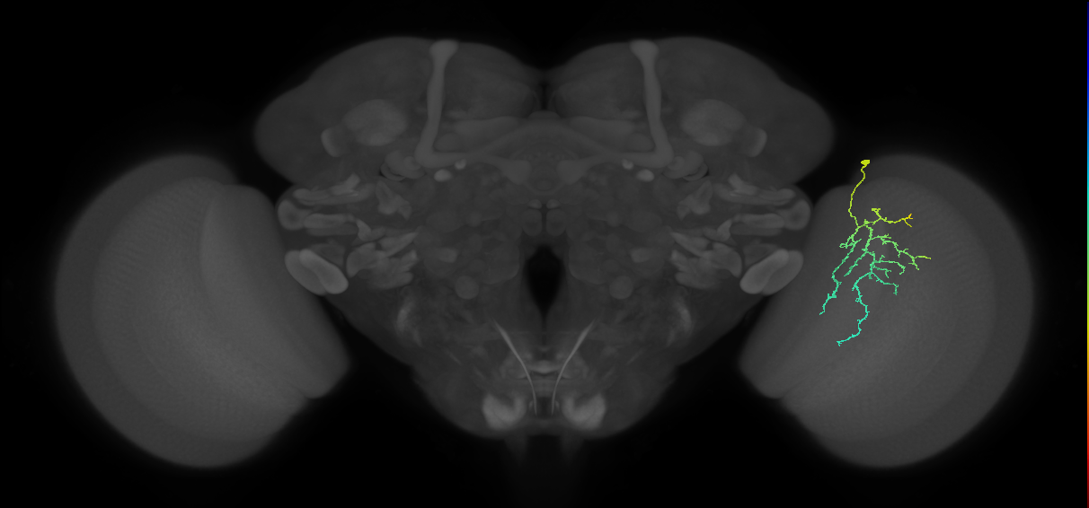 Cm12_R (JRC_OpticLobe:81816)
