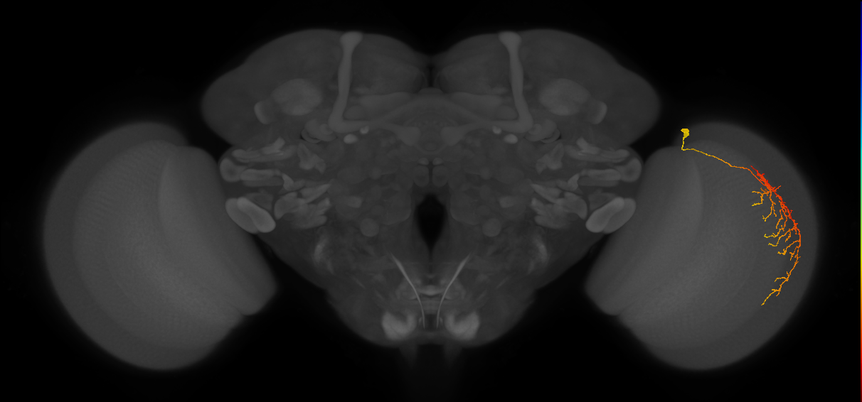 Cm12_R (JRC_OpticLobe:52517)