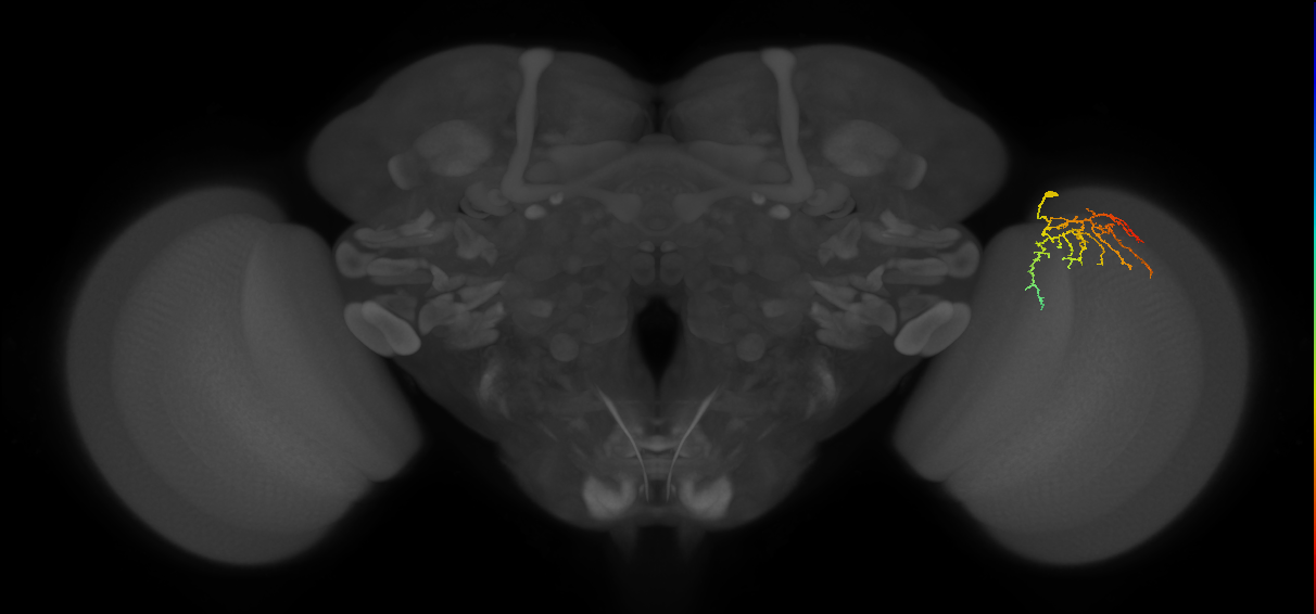 Cm12_R (JRC_OpticLobe:78451)