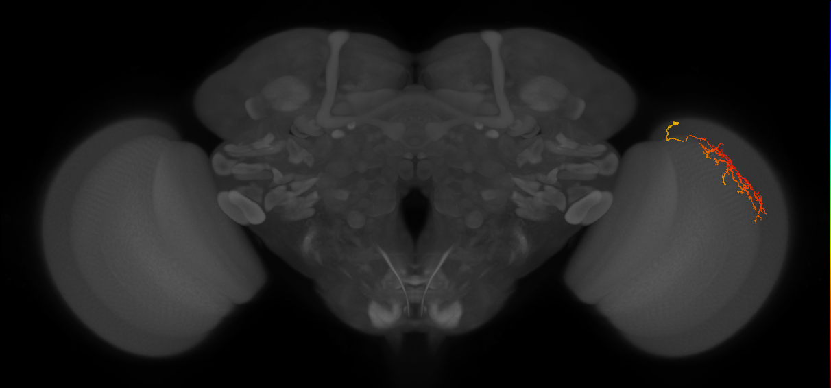 Cm12_R (JRC_OpticLobe:68145)