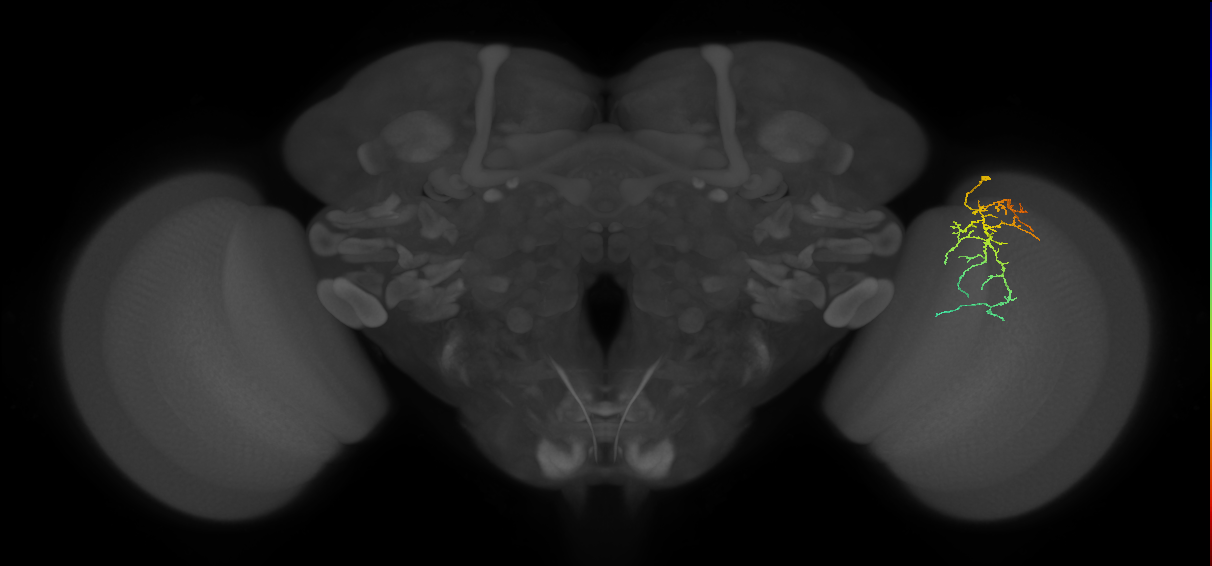 Cm12_R (JRC_OpticLobe:88136)