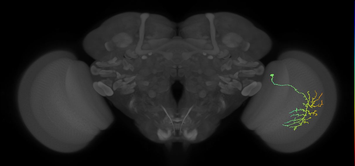 Cm12_R (JRC_OpticLobe:45215)