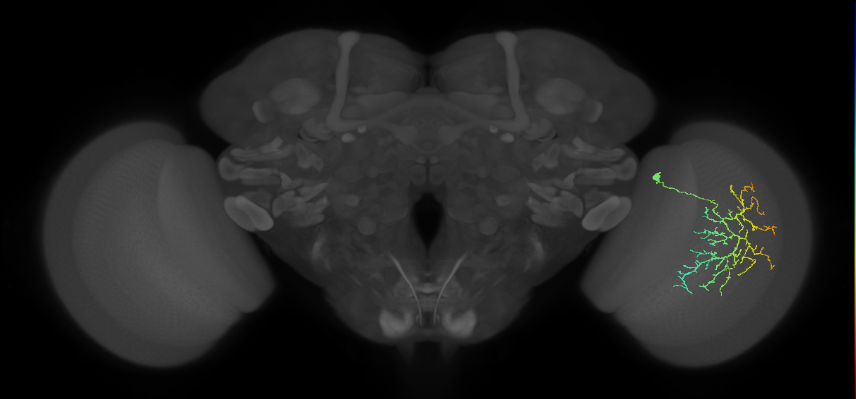 Cm12_R (JRC_OpticLobe:44640)
