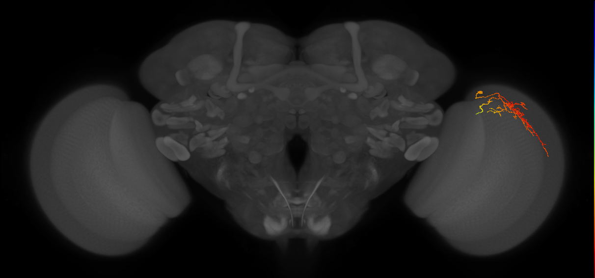 Cm12_R (JRC_OpticLobe:69356)