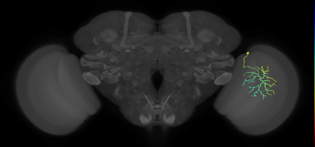 Cm12_R (JRC_OpticLobe:66338)