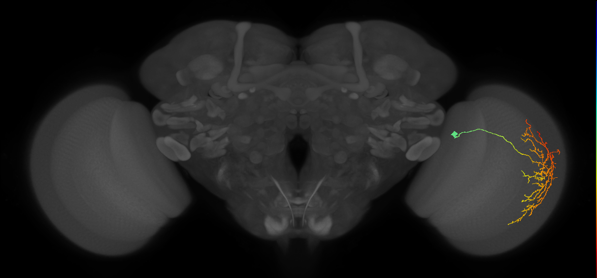 Cm12_R (JRC_OpticLobe:31948)