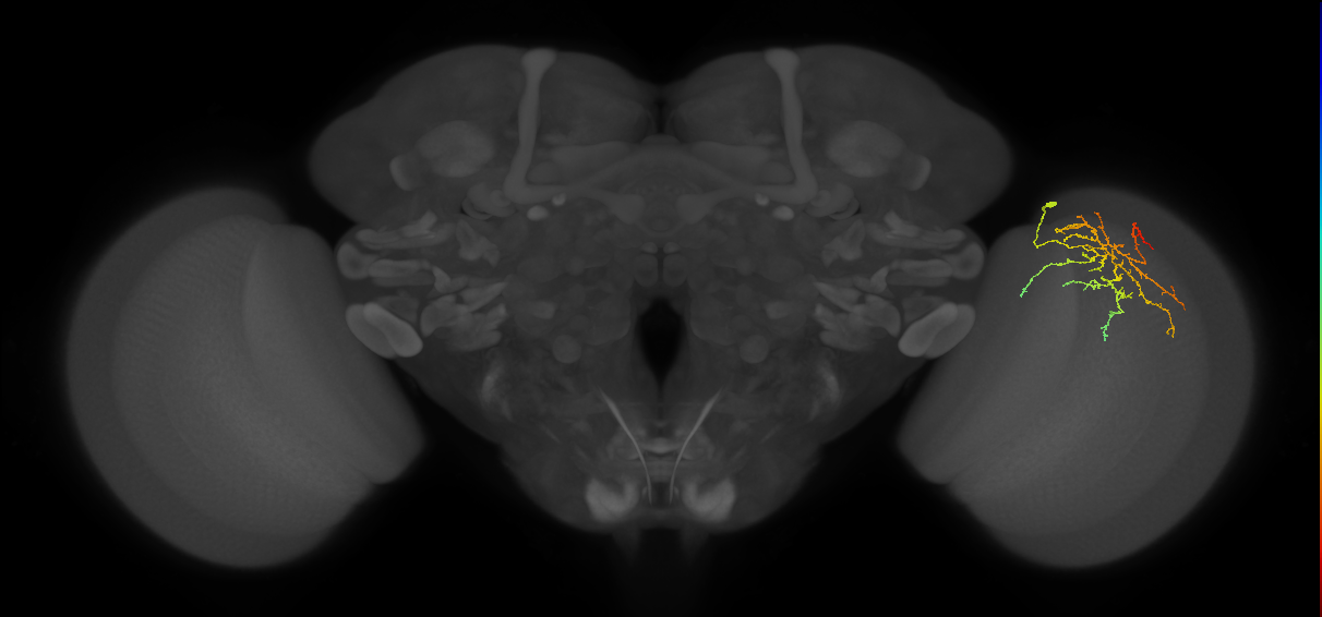 Cm12_R (JRC_OpticLobe:65296)