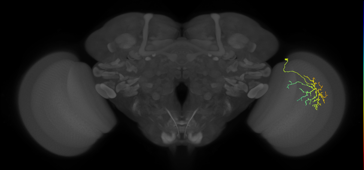 Cm12_R (JRC_OpticLobe:62688)