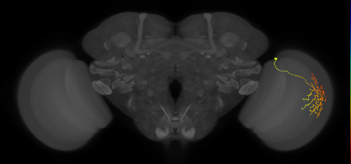 Cm12_R (JRC_OpticLobe:47826)