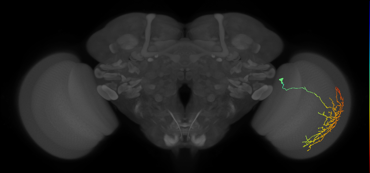 Cm12_R (JRC_OpticLobe:28189)