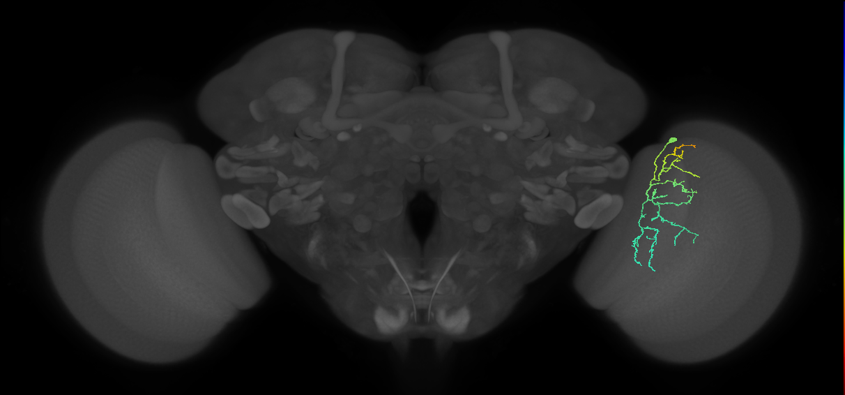 Cm12_R (JRC_OpticLobe:85025)
