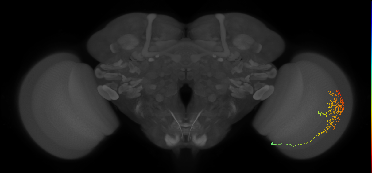 Cm13_R (JRC_OpticLobe:41365)