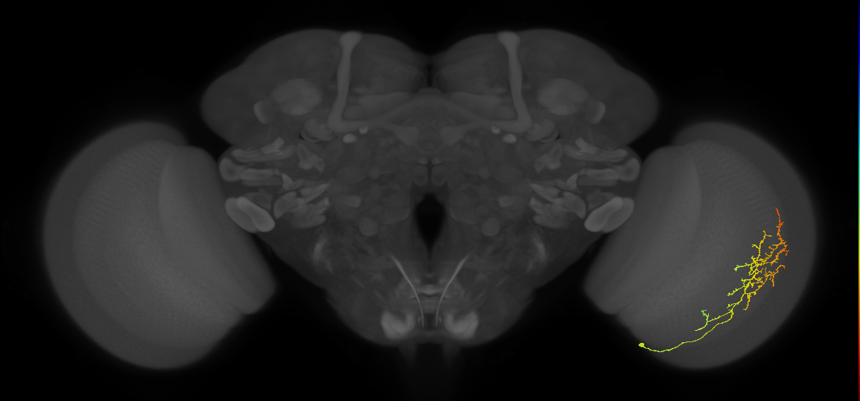 Cm13_R (JRC_OpticLobe:55843)
