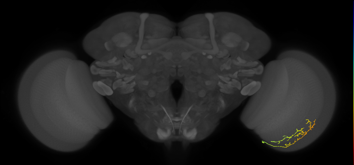 Cm13_R (JRC_OpticLobe:90927)