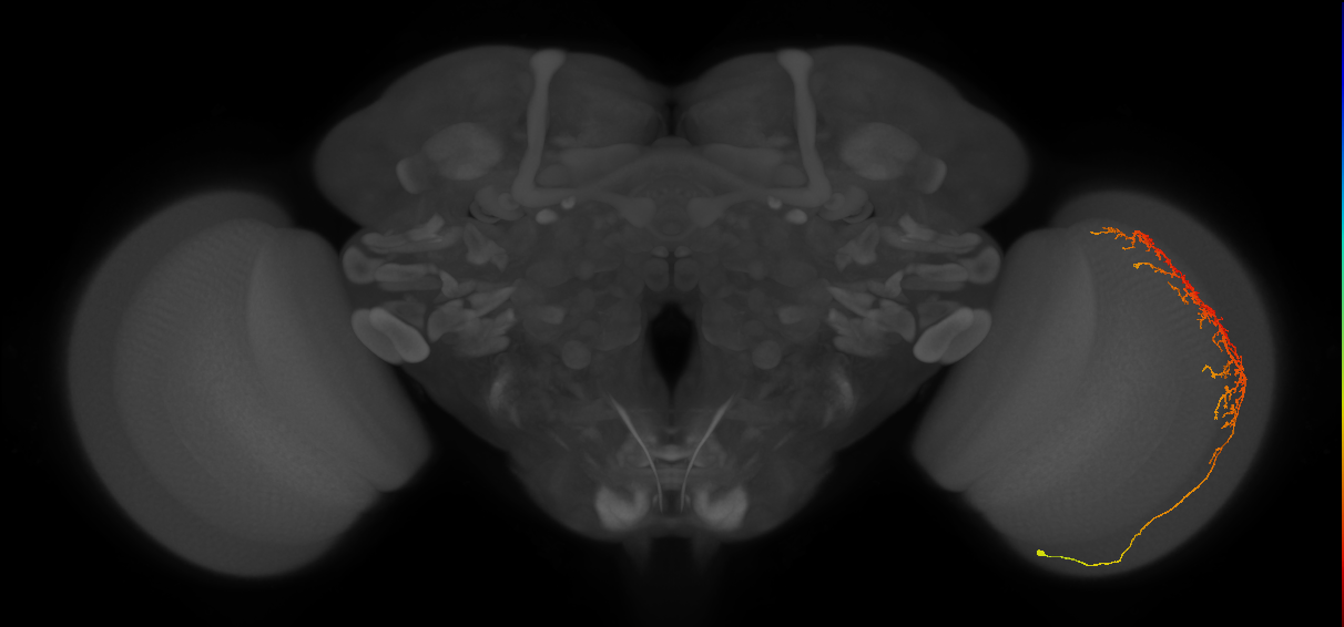 Cm13_R (JRC_OpticLobe:45835)