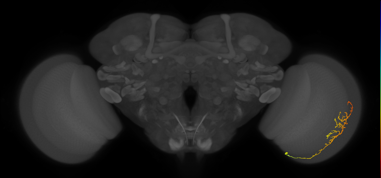 Cm13_R (JRC_OpticLobe:78783)