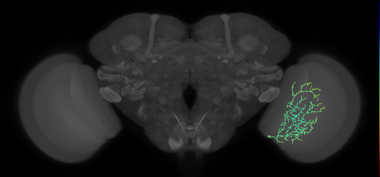 Cm13_R (JRC_OpticLobe:36510)