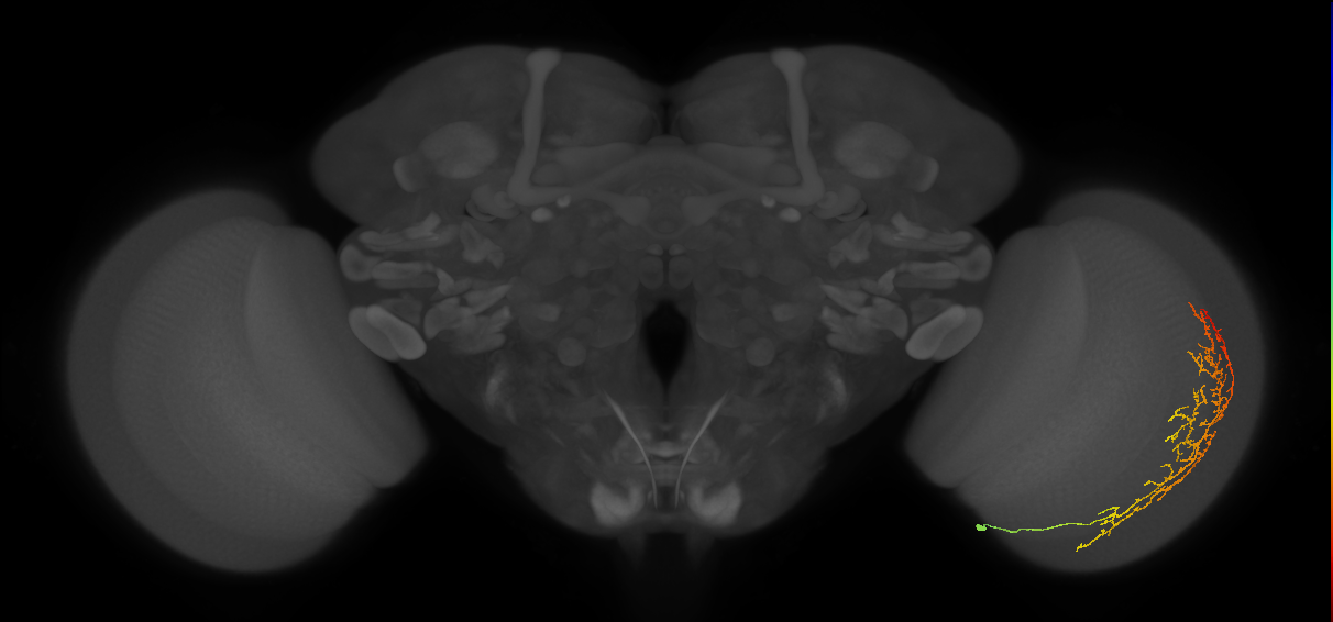 Cm13_R (JRC_OpticLobe:53956)
