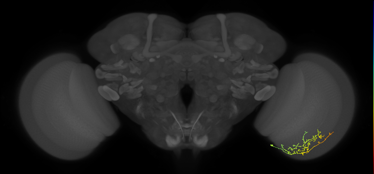 Cm13_R (JRC_OpticLobe:73911)