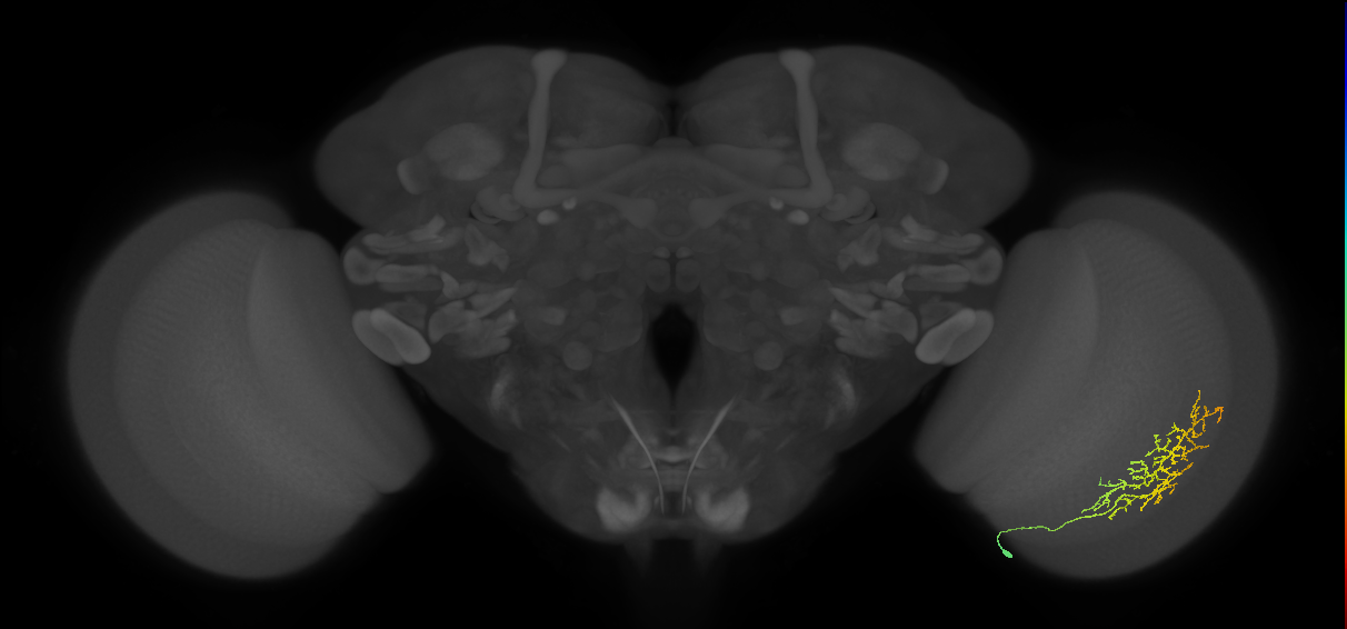 Cm13_R (JRC_OpticLobe:46805)