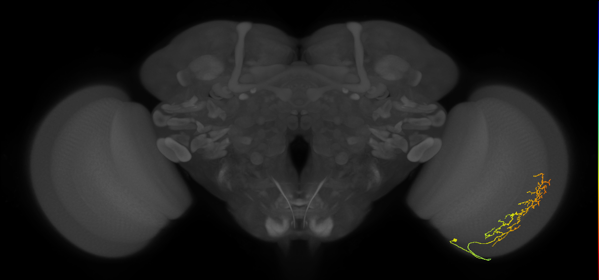 Cm13_R (JRC_OpticLobe:66202)