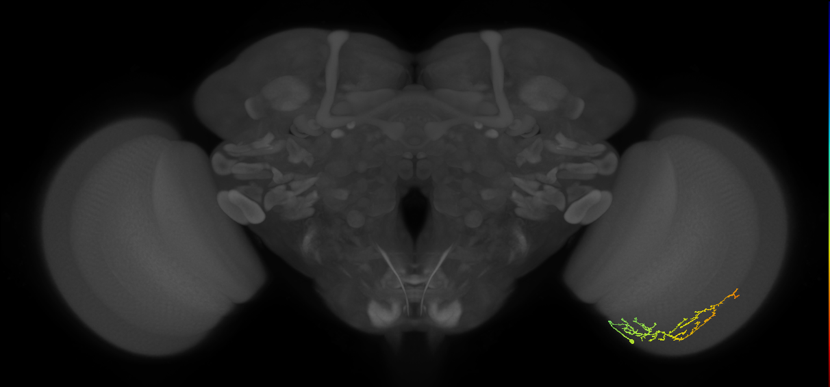 Cm13_R (JRC_OpticLobe:92360)