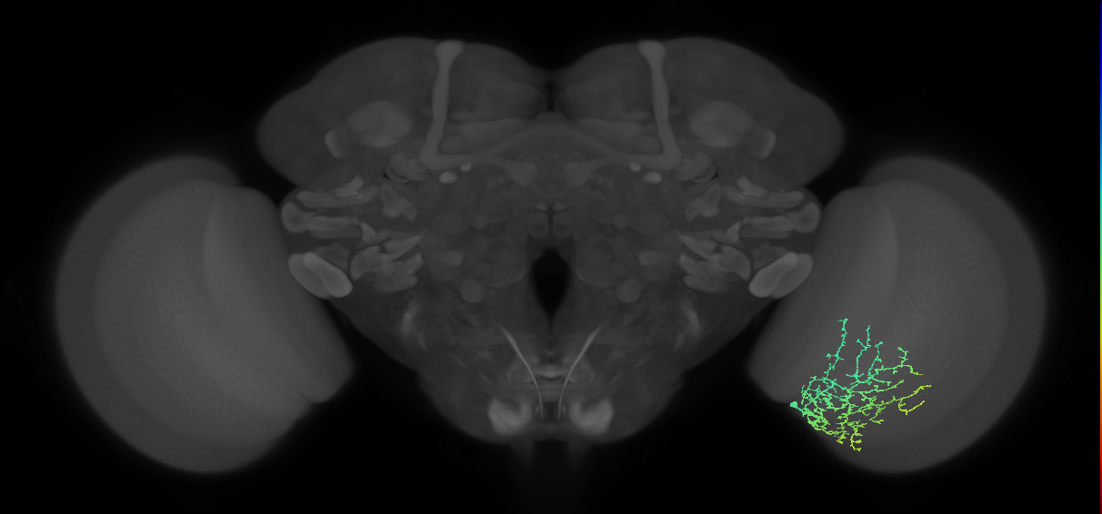 Cm13_R (JRC_OpticLobe:51731)