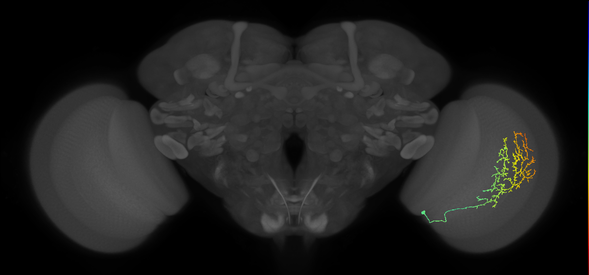 Cm13_R (JRC_OpticLobe:36200)