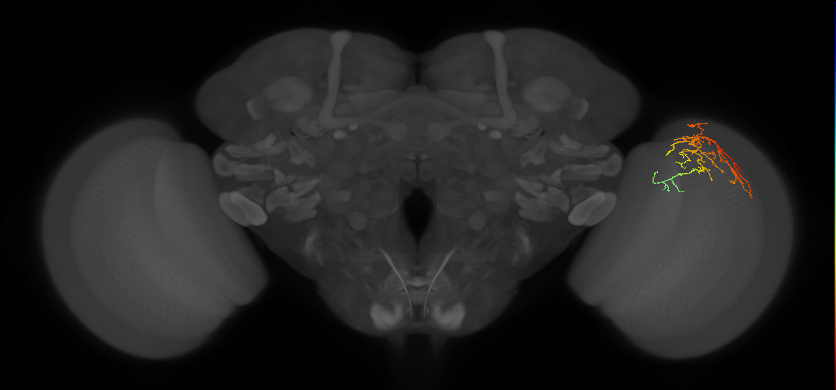 Cm14_R (JRC_OpticLobe:58808)