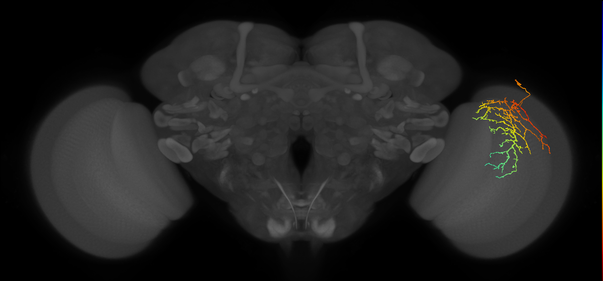Cm14_R (JRC_OpticLobe:35077)