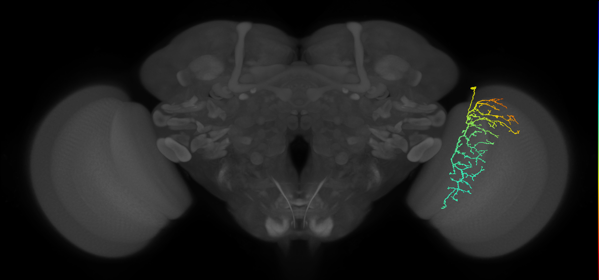 Cm14_R (JRC_OpticLobe:36243)