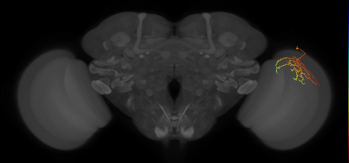 Cm14_R (JRC_OpticLobe:53055)