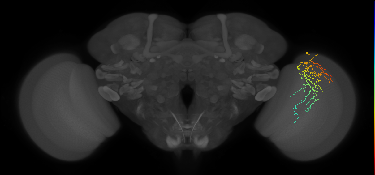 Cm14_R (JRC_OpticLobe:34157)