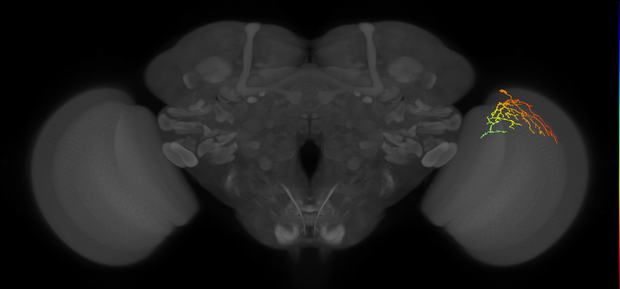 Cm14_R (JRC_OpticLobe:64326)
