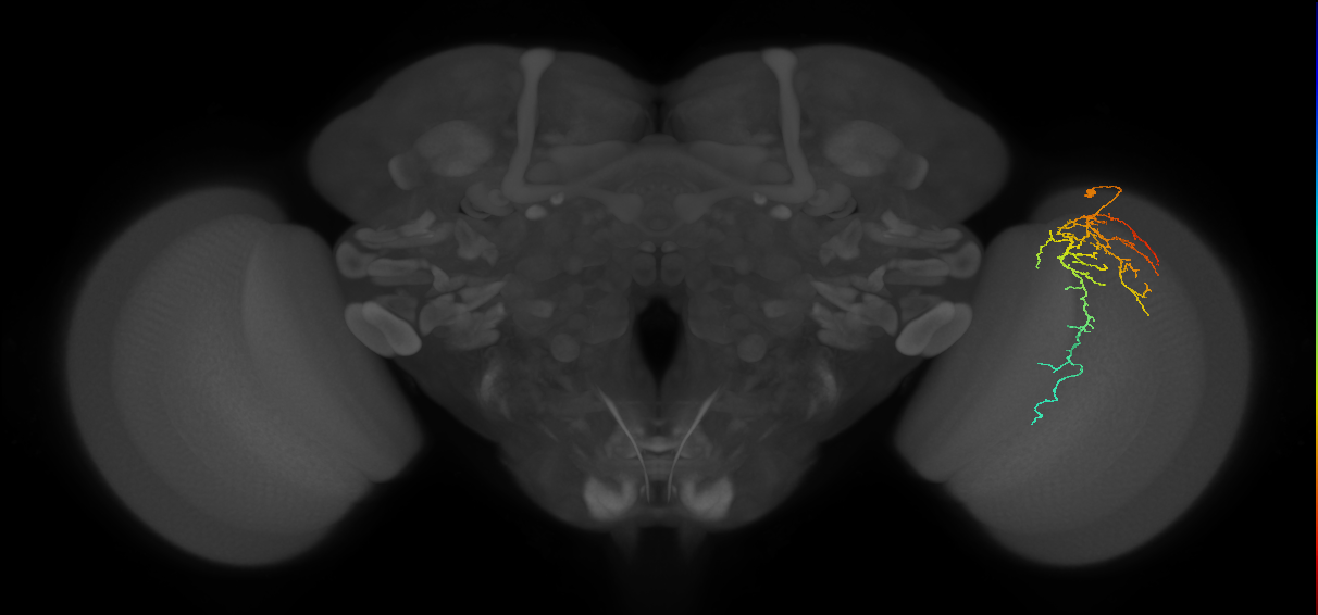 Cm14_R (JRC_OpticLobe:54341)
