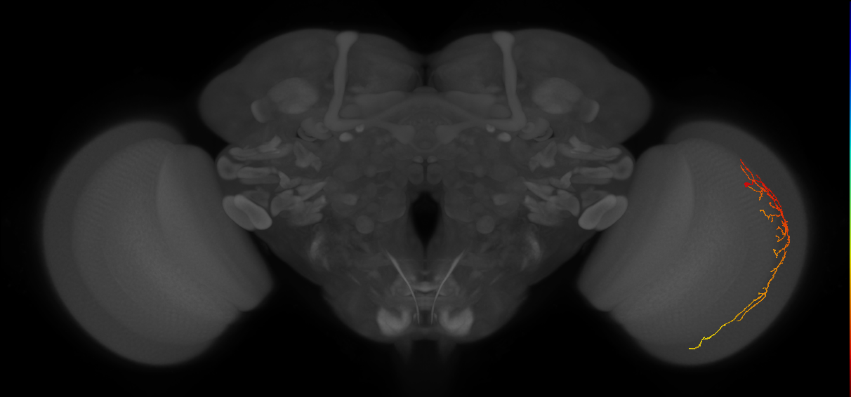 Cm14_R (JRC_OpticLobe:57659)