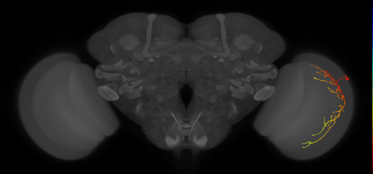Cm14_R (JRC_OpticLobe:36127)