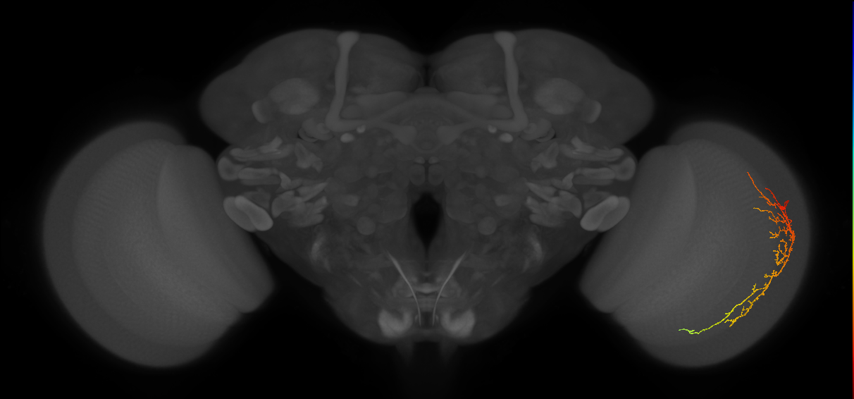 Cm14_R (JRC_OpticLobe:42397)
