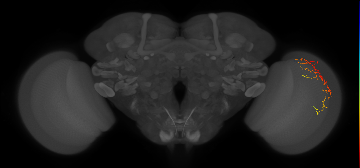 Cm14_R (JRC_OpticLobe:54407)
