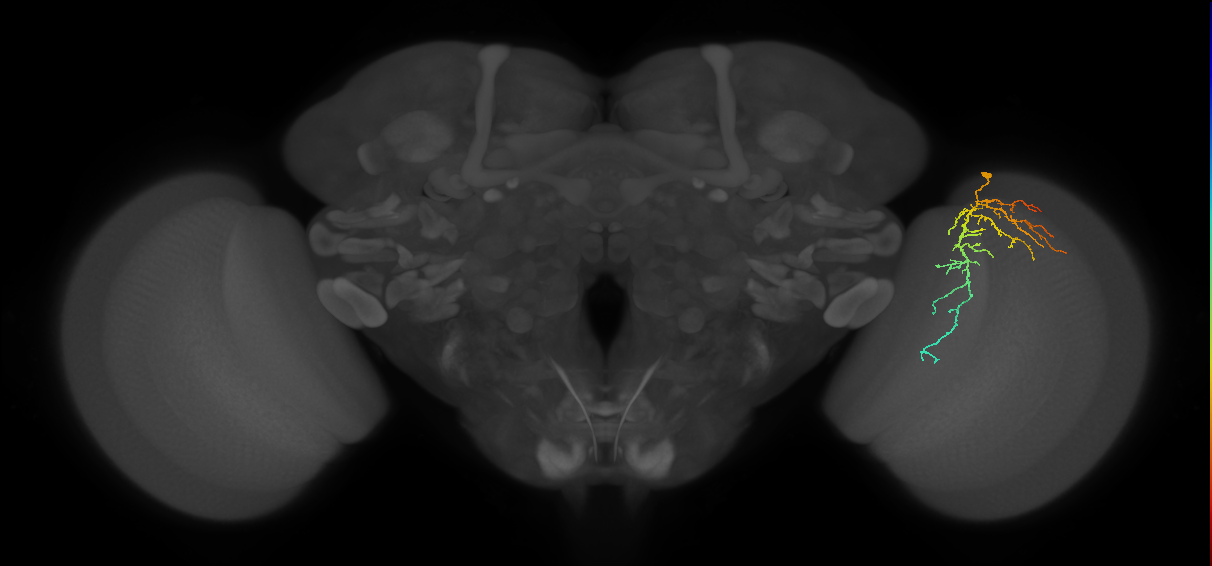 Cm14_R (JRC_OpticLobe:69688)