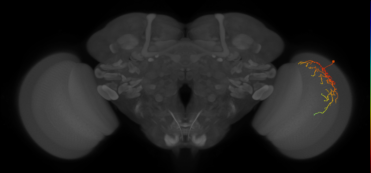 Cm14_R (JRC_OpticLobe:49583)