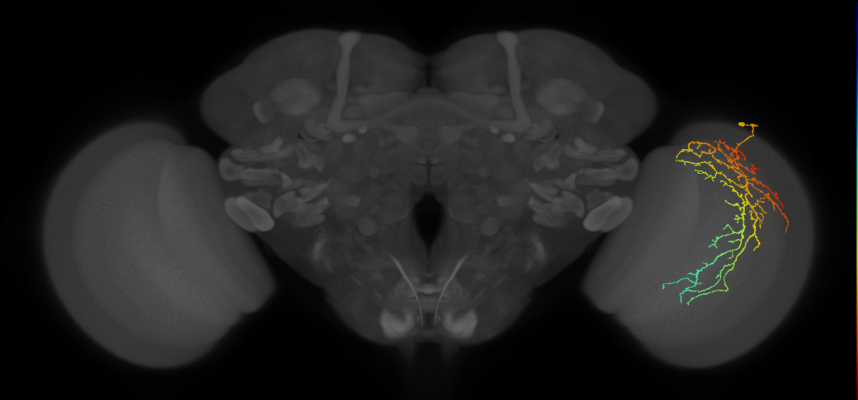Cm14_R (JRC_OpticLobe:24402)